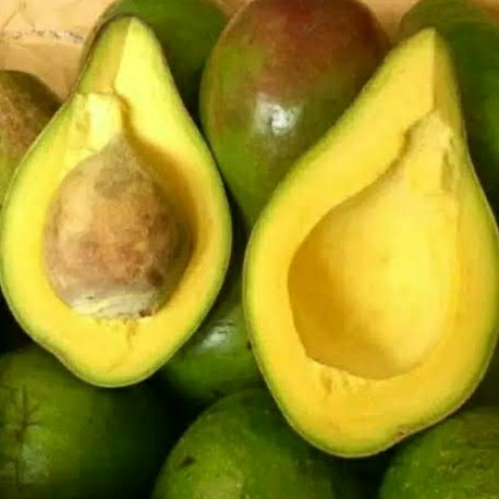 Alpukat Mentega 1 kg