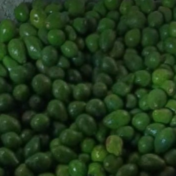 Alpukat Mentega