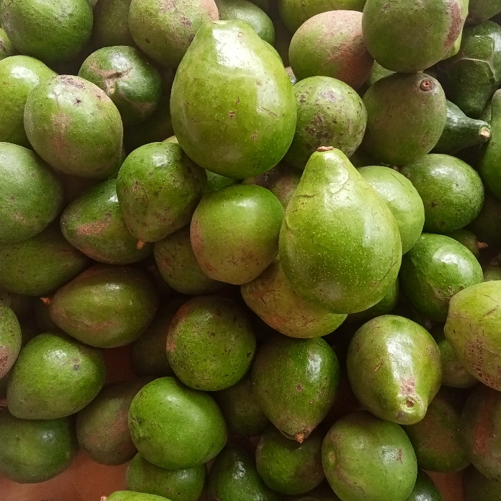 Alpukat Mentega