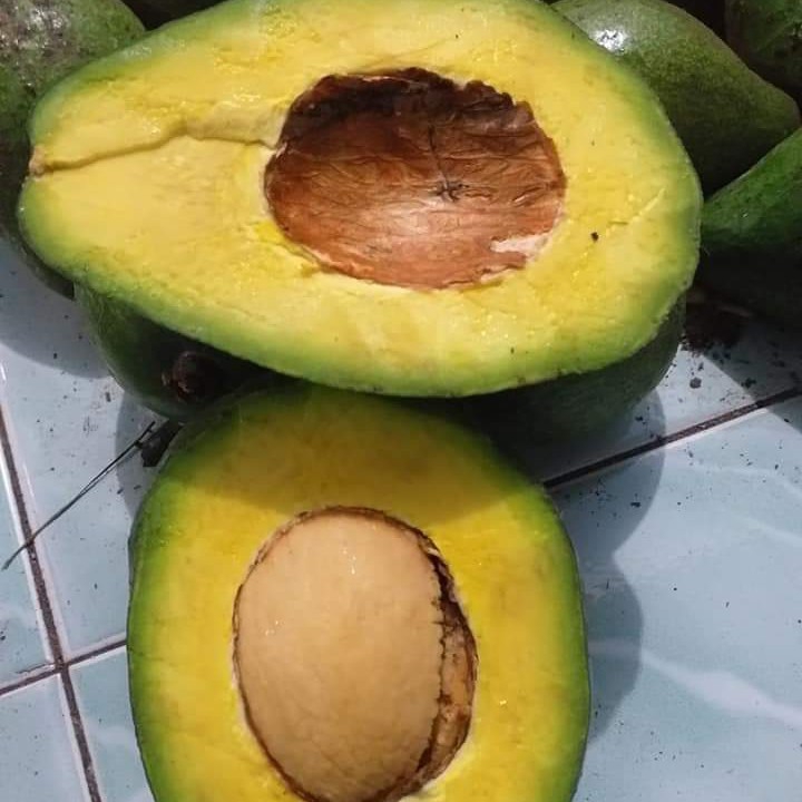 Alpukat Mentega 2