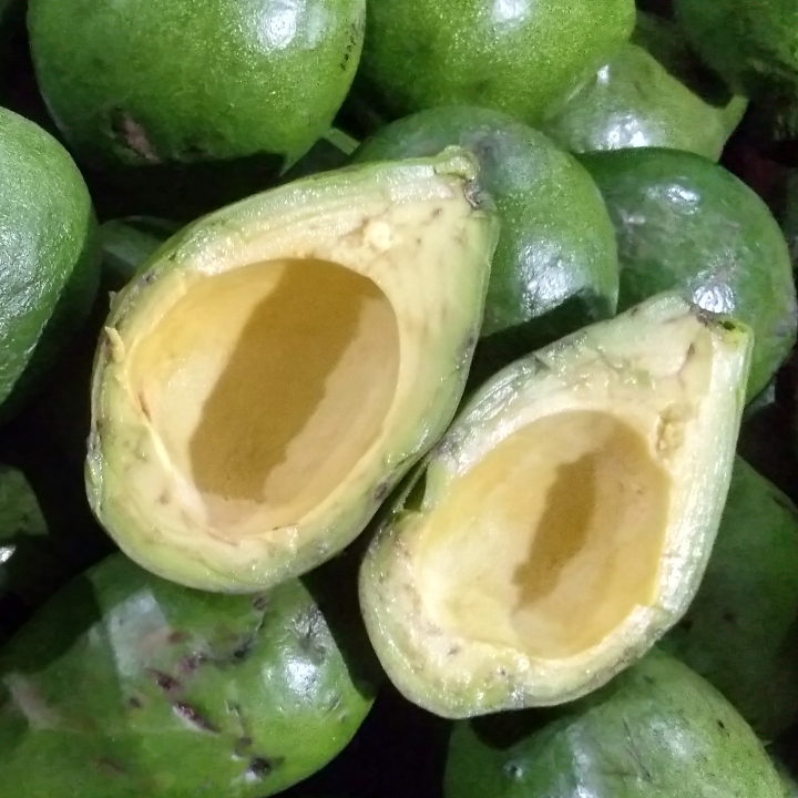 Alpukat Mentega 3