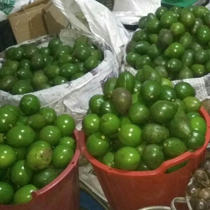 Alpukat Mentega Harga Reseller 2
