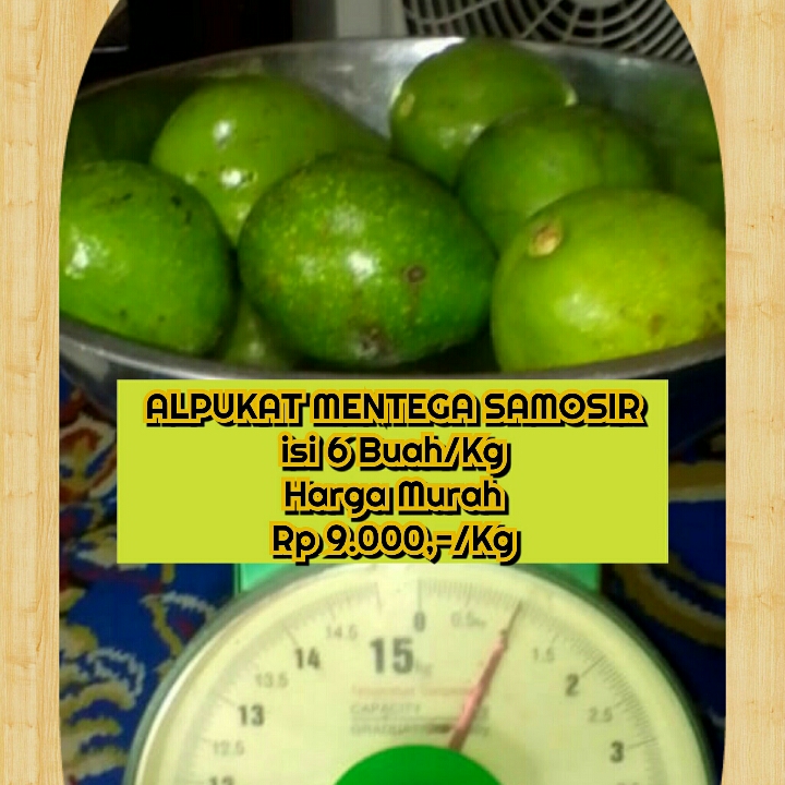 Alpukat Mentega Samosir Asli 3