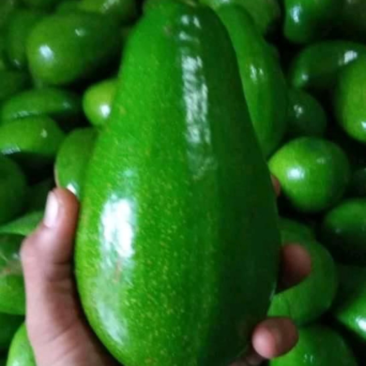 Alpukatt Mentega Ukuran AB Perkg 2