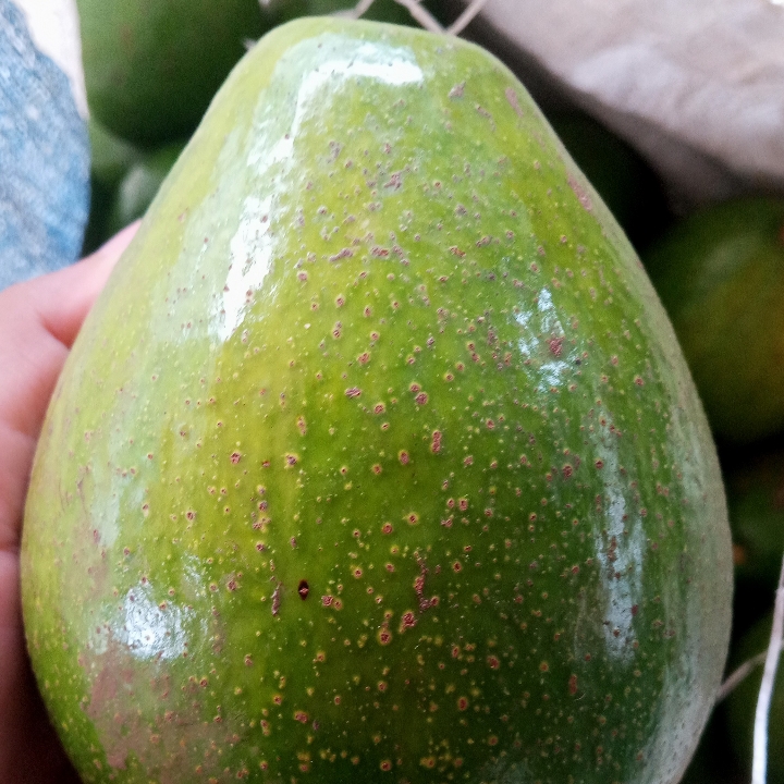 Alpuket Mentega