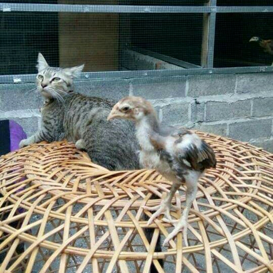 Anak Ayam