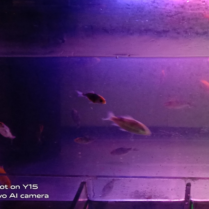 Anakan Ikan Koi