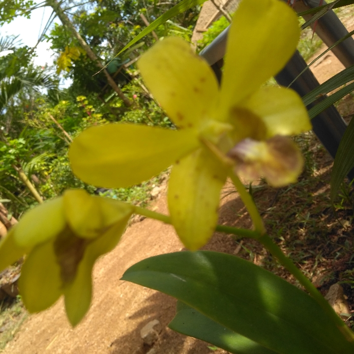 Anggrek Cantik