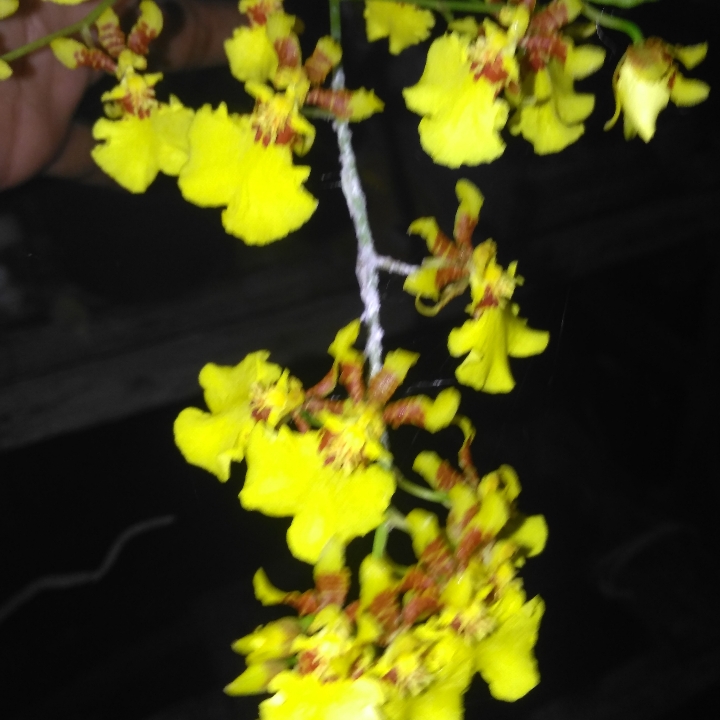Anggrek Golden Shower