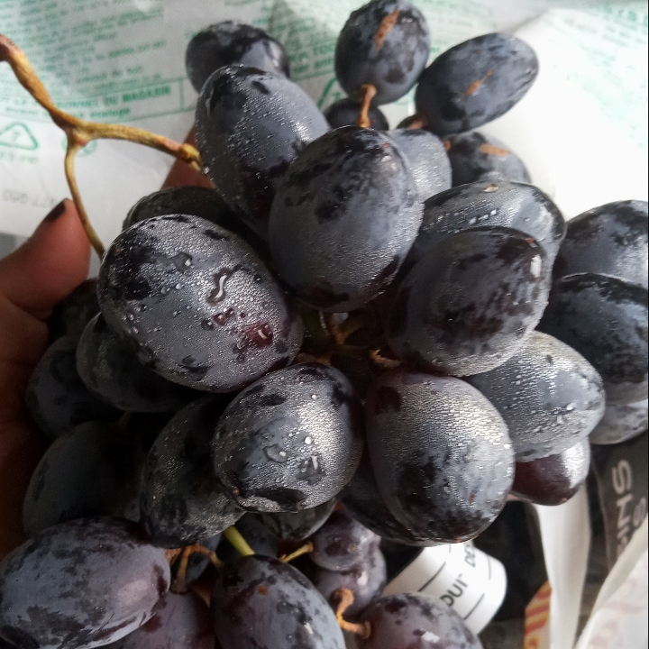 Anggur Blac Autumn
