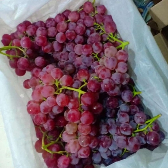 Anggur Merah Import Cina