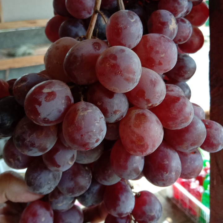 Anggur Red