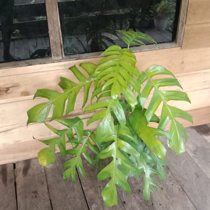 Monstera Ekor Naga