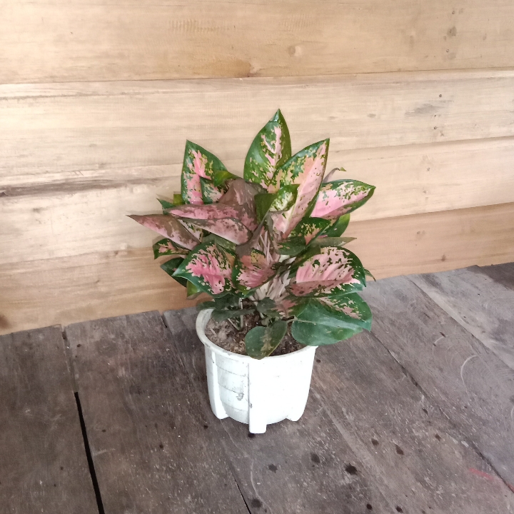 Monstera Ekor Naga 2