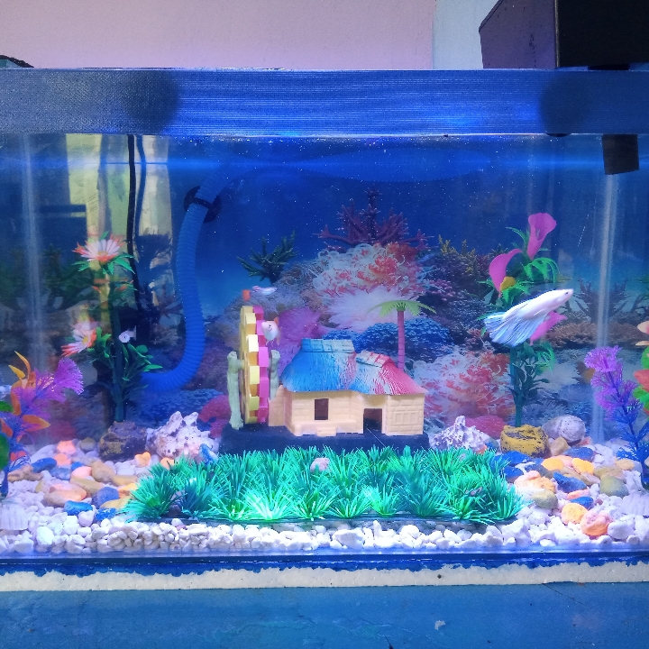 Aquarium 2