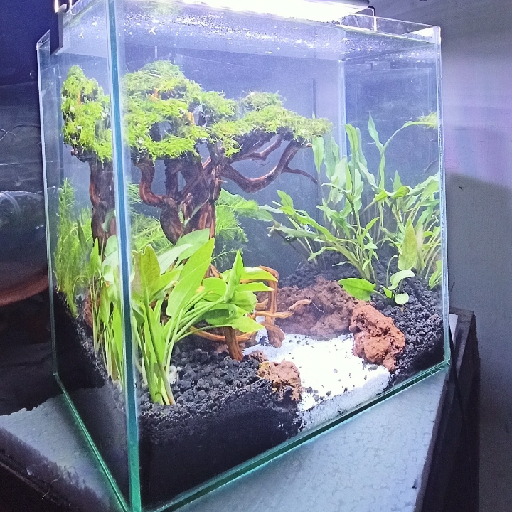 Aquascape Bonsai