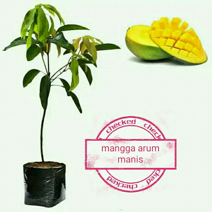 Arum Manis