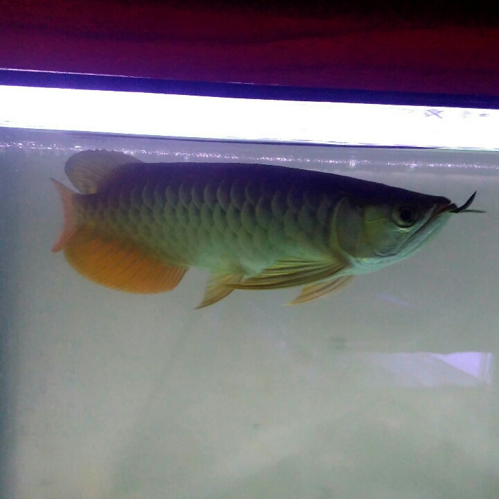 Arwana Golden Red