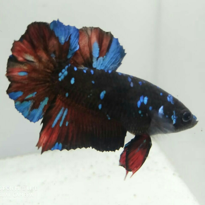 Ikan Cupang Avatar Gordon