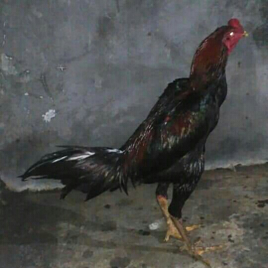 Ayam Bangkok