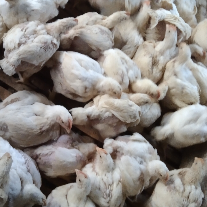 Ayam Boiler