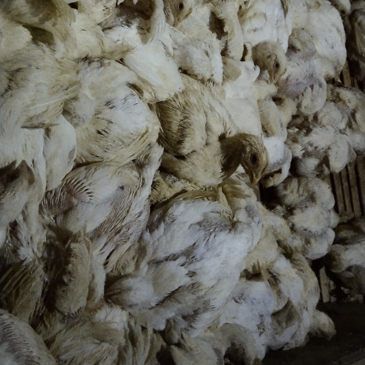 Ayam Boiler 2