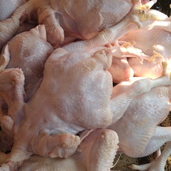 Ayam Boiler 3