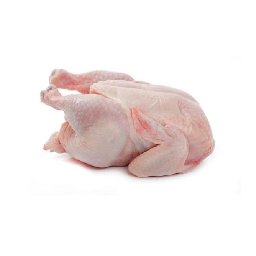Ayam Broiler