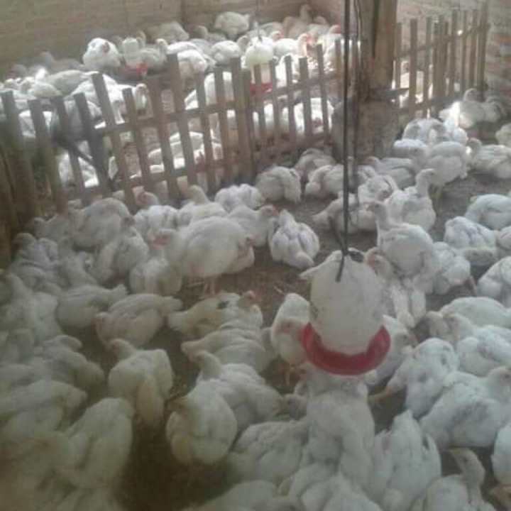 Ayam Layer Putih