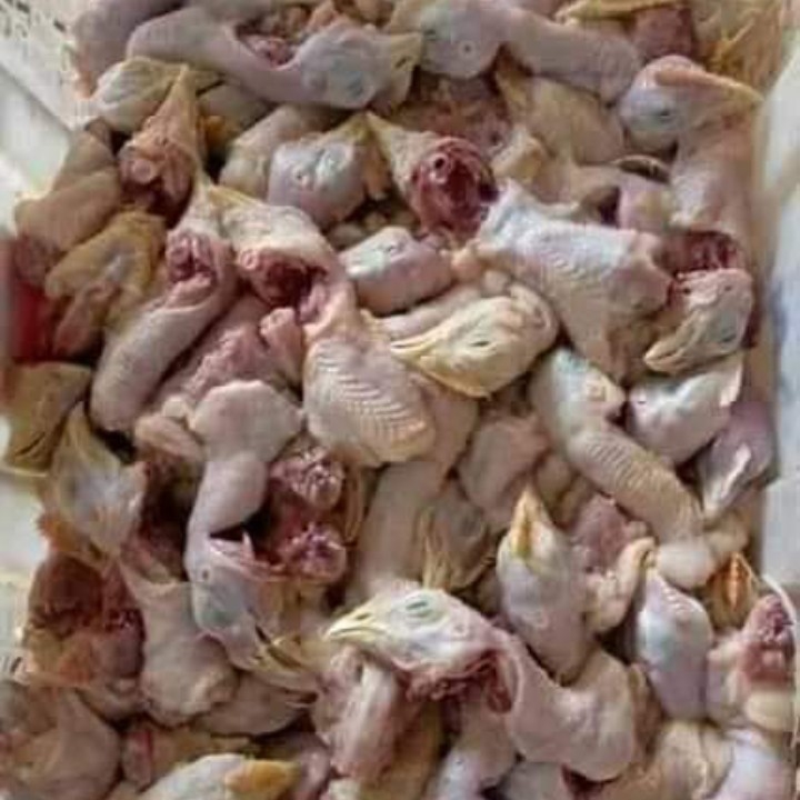 Ayam Layer Putih 5