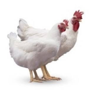 Ayam Goreng Tanpa Nasi