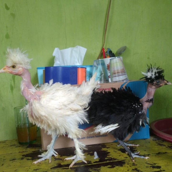 Ayam Hias