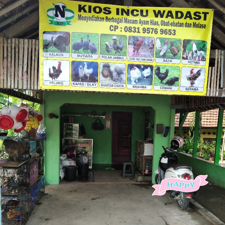 Ayam Hias 2