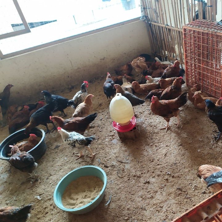 Ayam Kampung