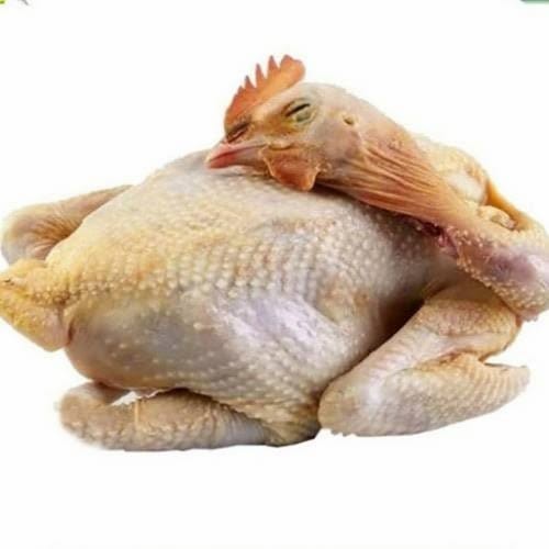 Ayam Kampung 1 ekor utuh