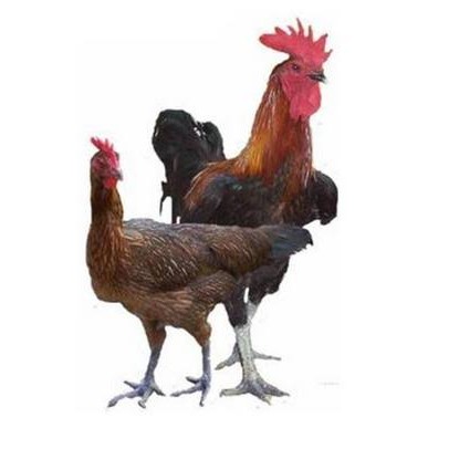 Ayam Kampung Tanpa Nasi