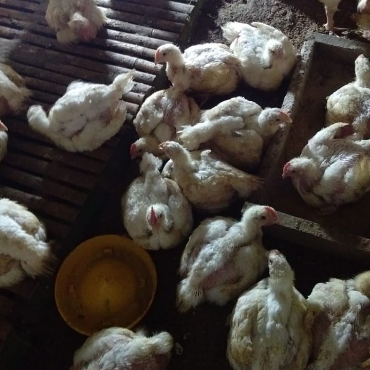 Ayam Kotor