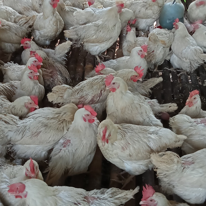 Ayam Layer Putih 3