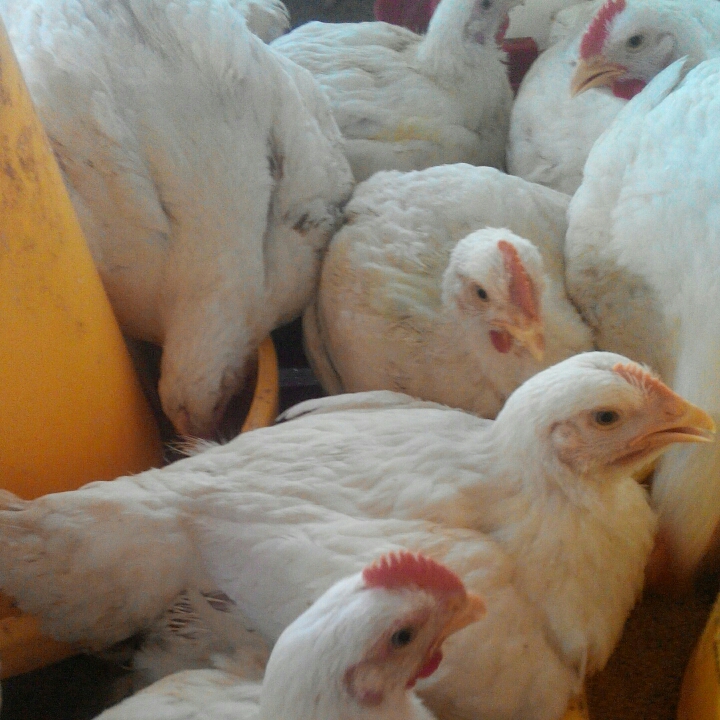 Ayam Lehor