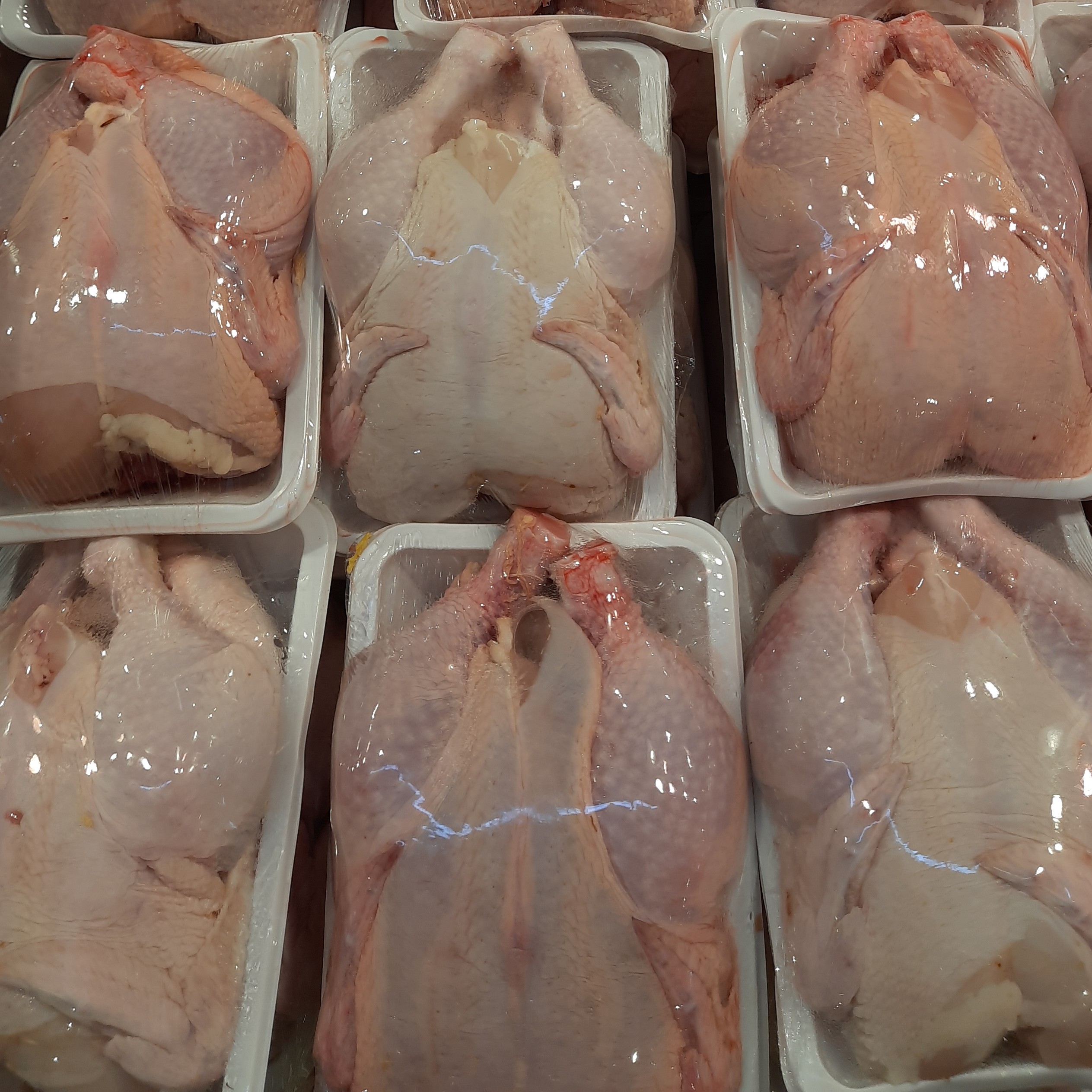 Ayam Negri Satuan