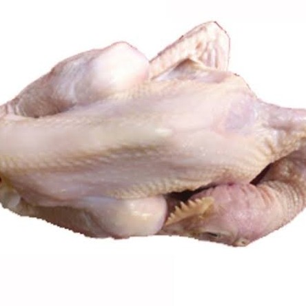 Ayam Pejantan 1 ekor