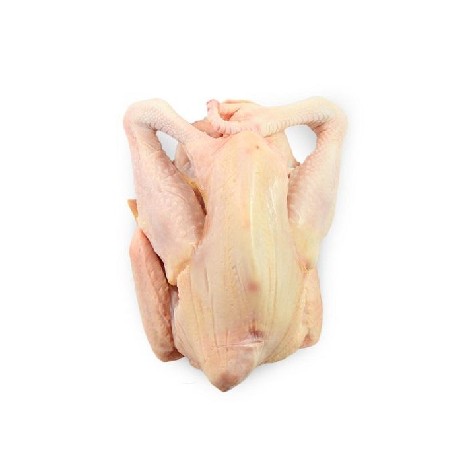Ayam Pejantan 1 ekor