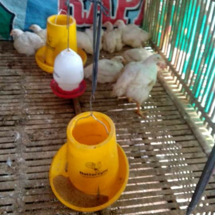Ayam Potong 