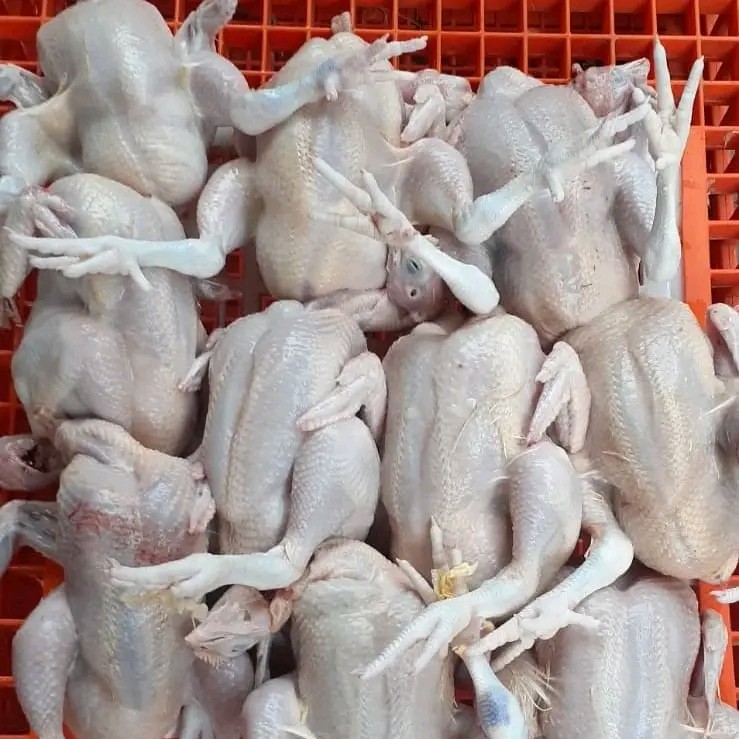 Ayam Potong 1 Kg
