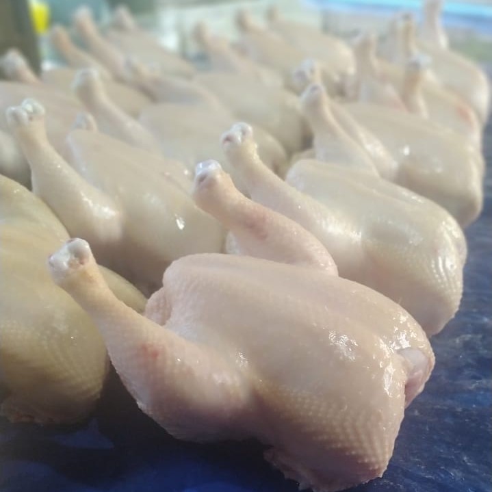Ayam Potong Segar