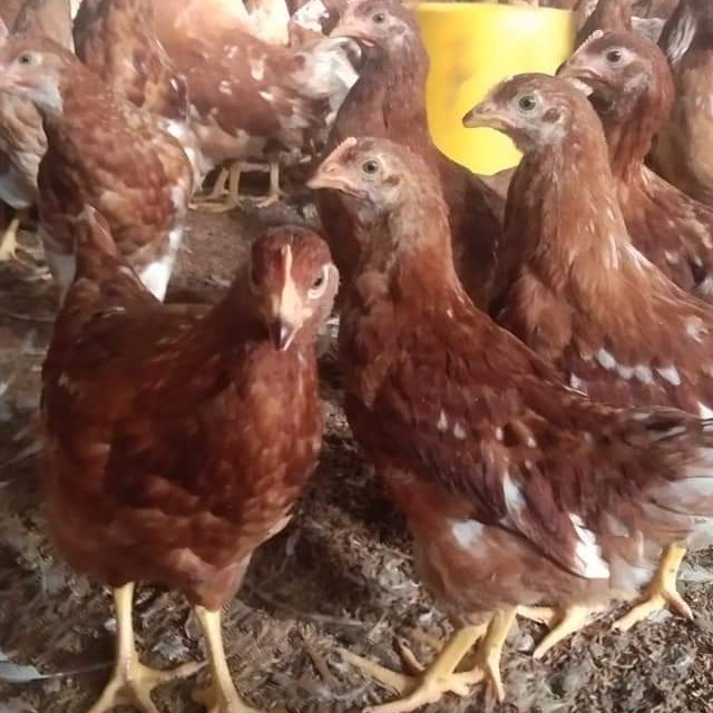 Ayam Umuran 8 Minggu