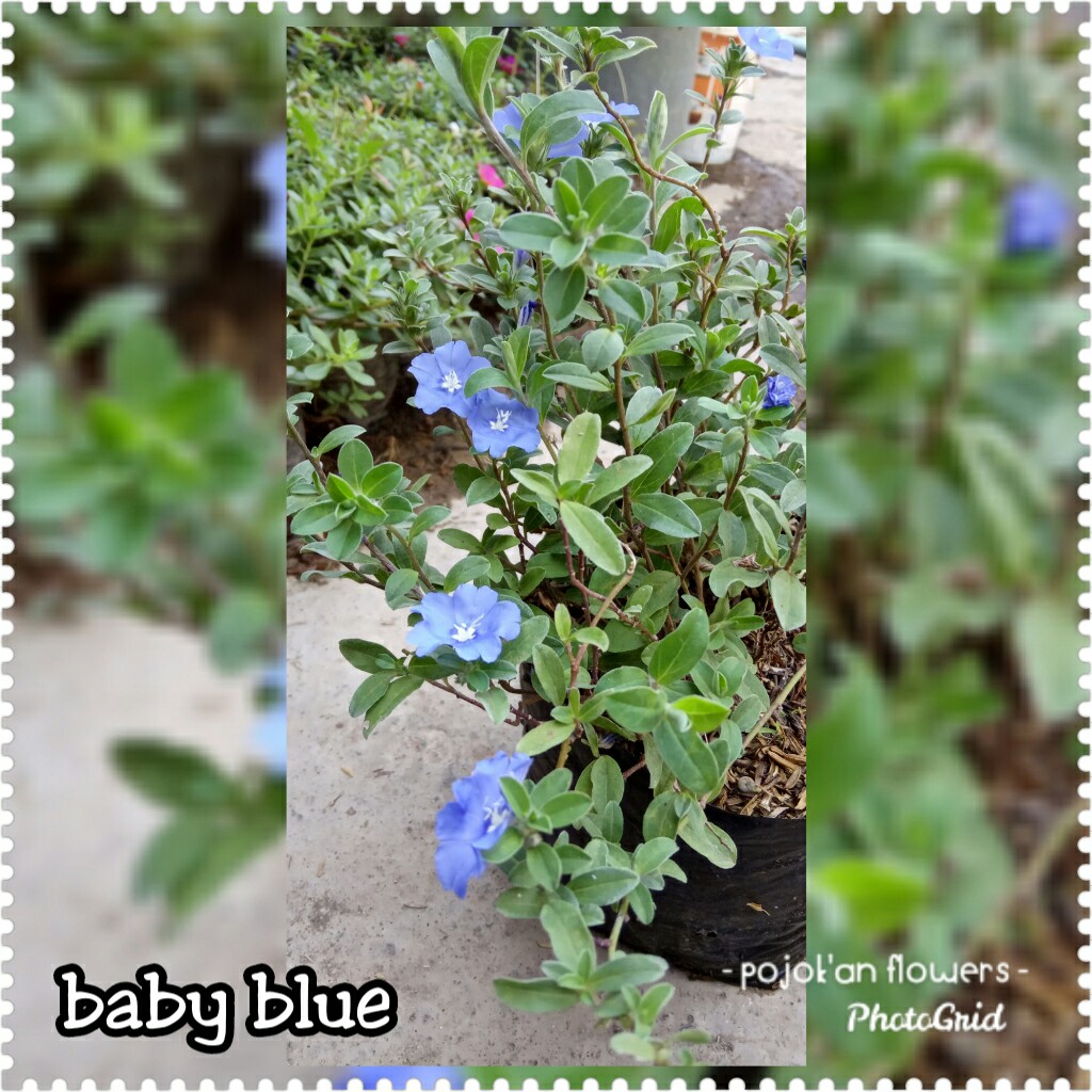 BABY BLUE