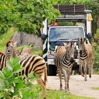 BALI ZOO