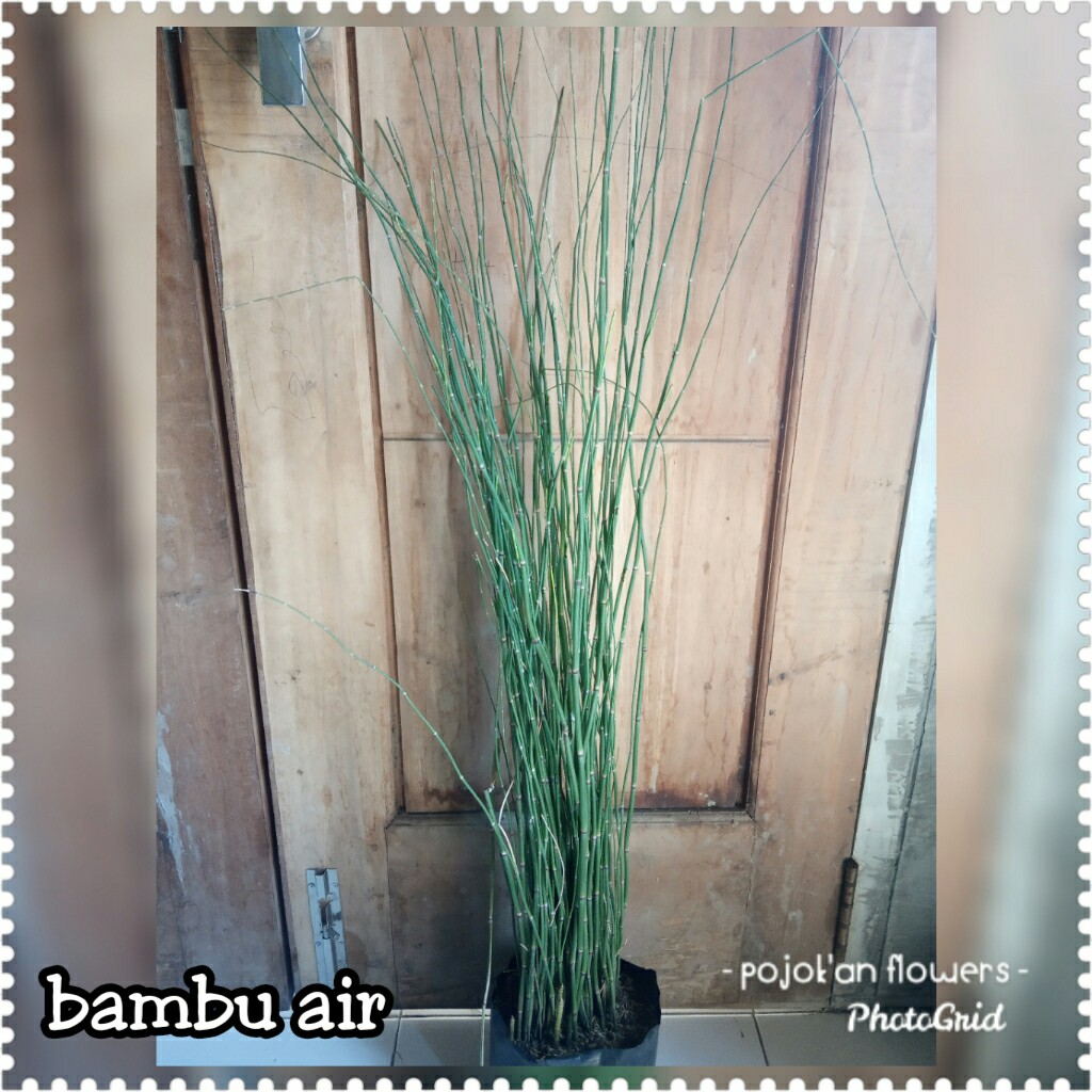 BAMBU AIR