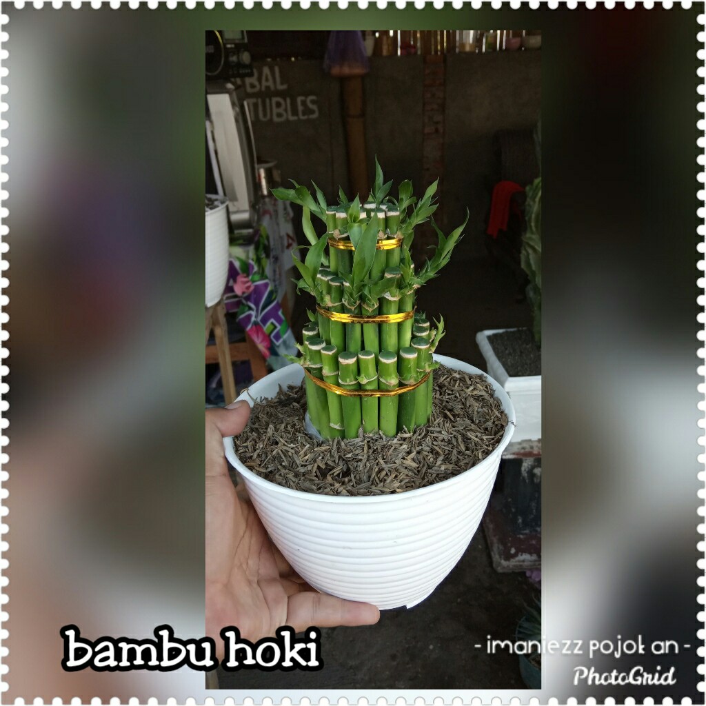 BAMBU HOKI